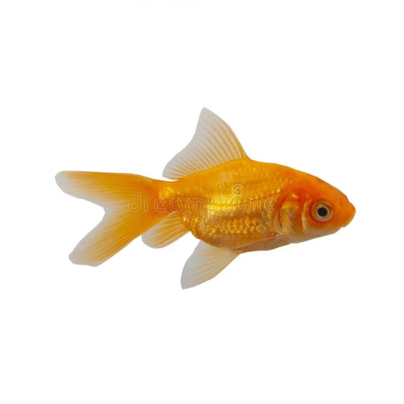 goldfish-white-background-isolated-181048143.jpg