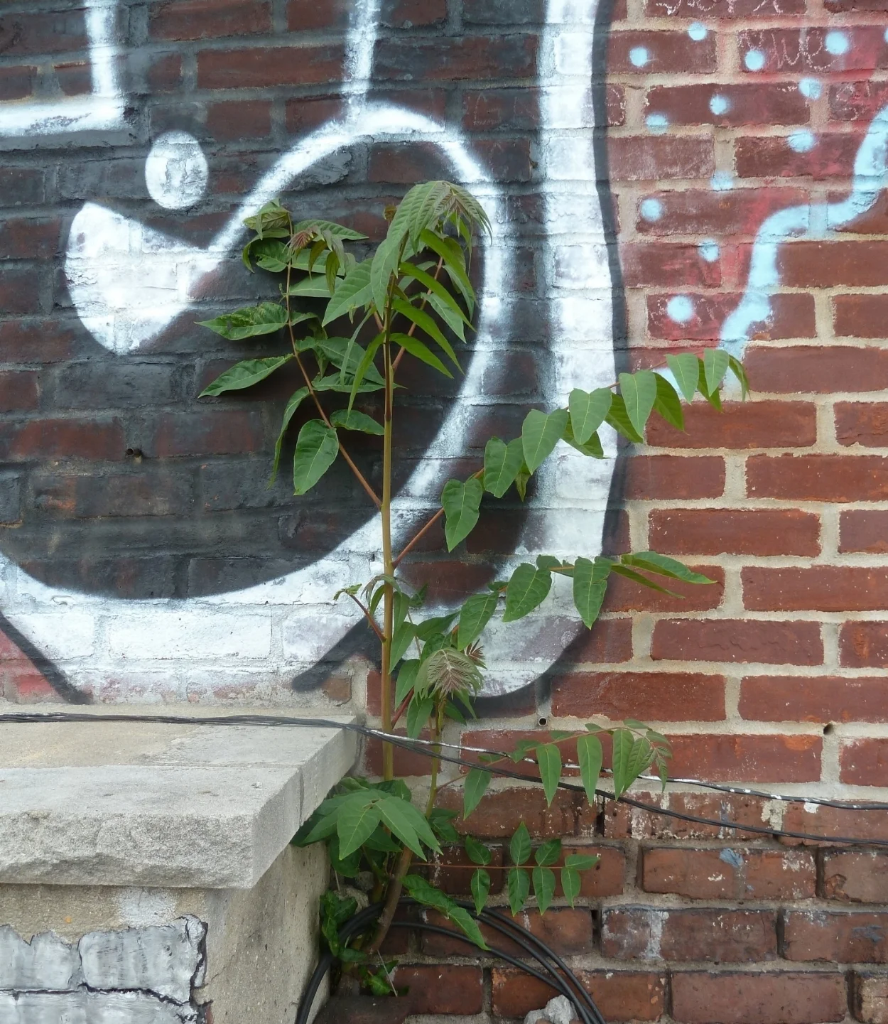 THE MAJESTIC GHETTO PALM, A.K.A. TREE OF HEAVEN