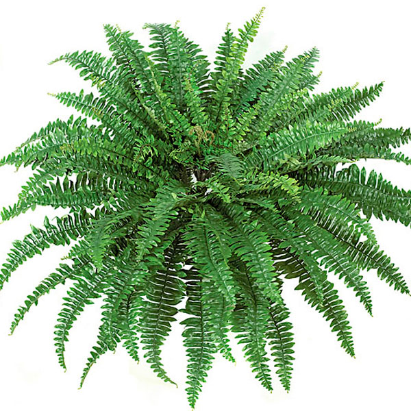 Boston fern top view.jpg