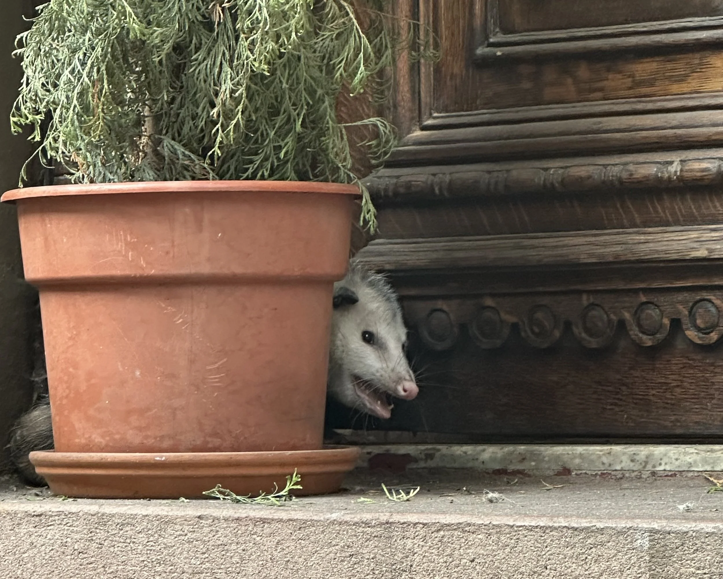 AN OPOSSUM TAIL IN NYC
