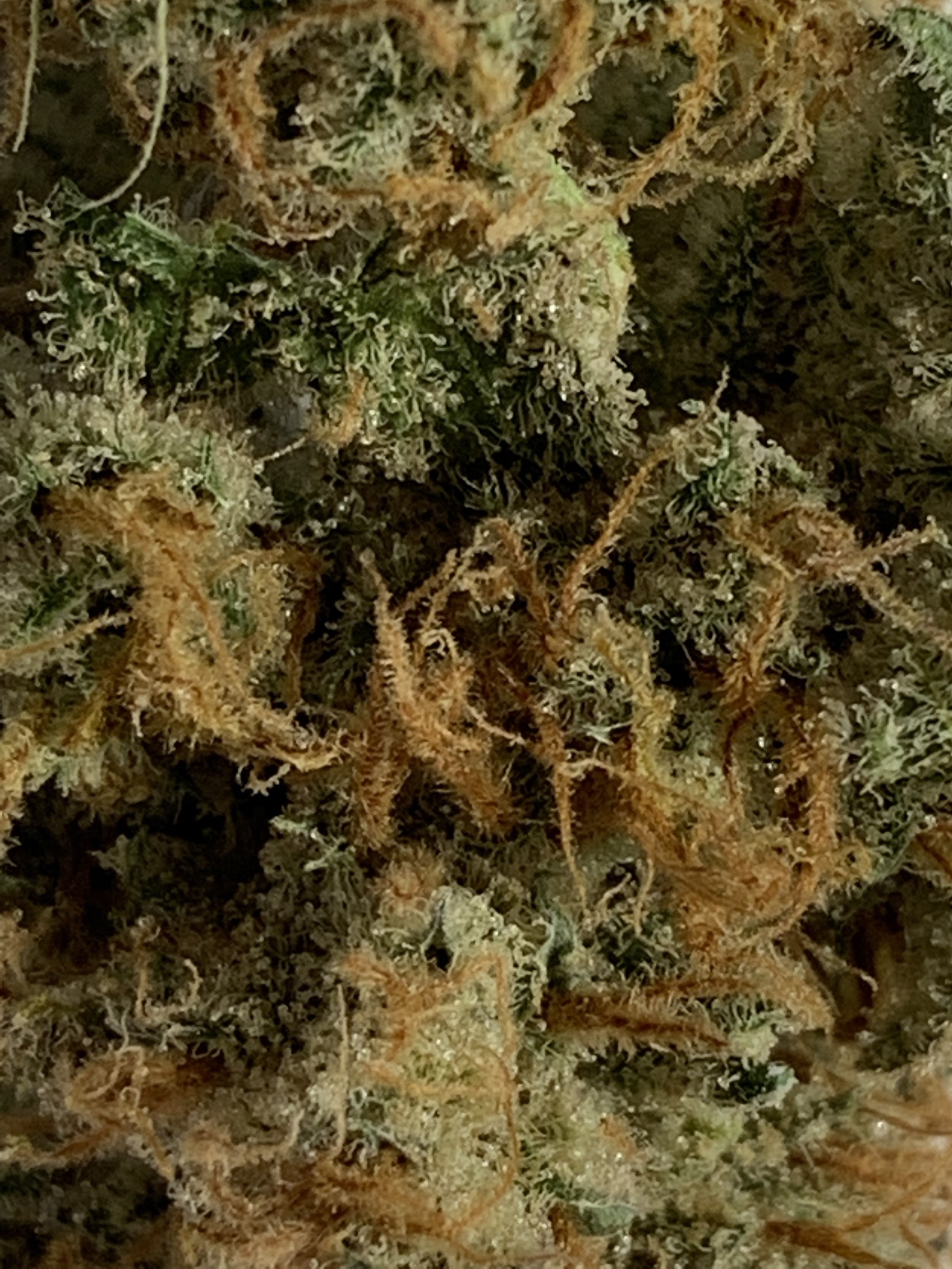 bud_closeup3.jpg