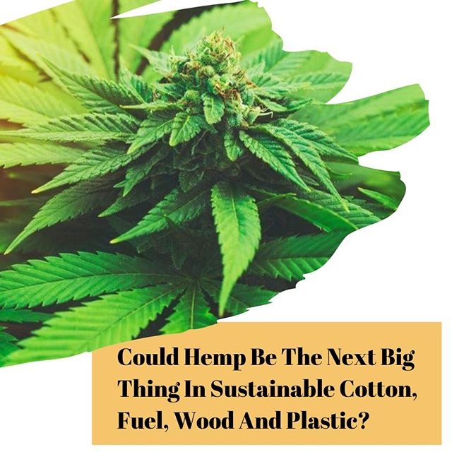 We always knew how amazing hemp was. Now the general public is finally on board! Read Forbes article &quot;Could Hemp Be The Next Big Thing In Sustainable Cotton, Fuel, Wood And Plastic?&quot; to learn more.