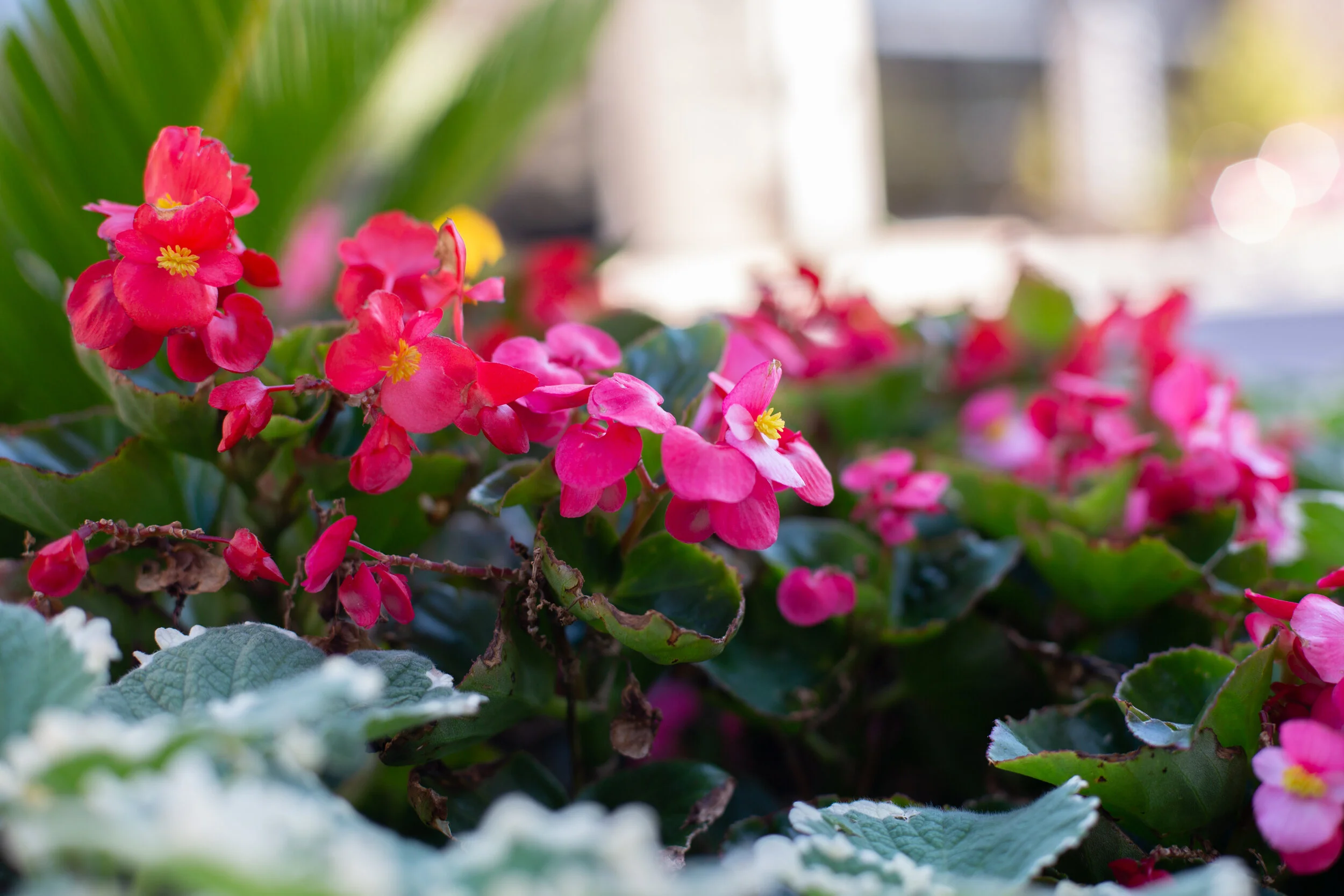 Donate now — Flowers on Douglas