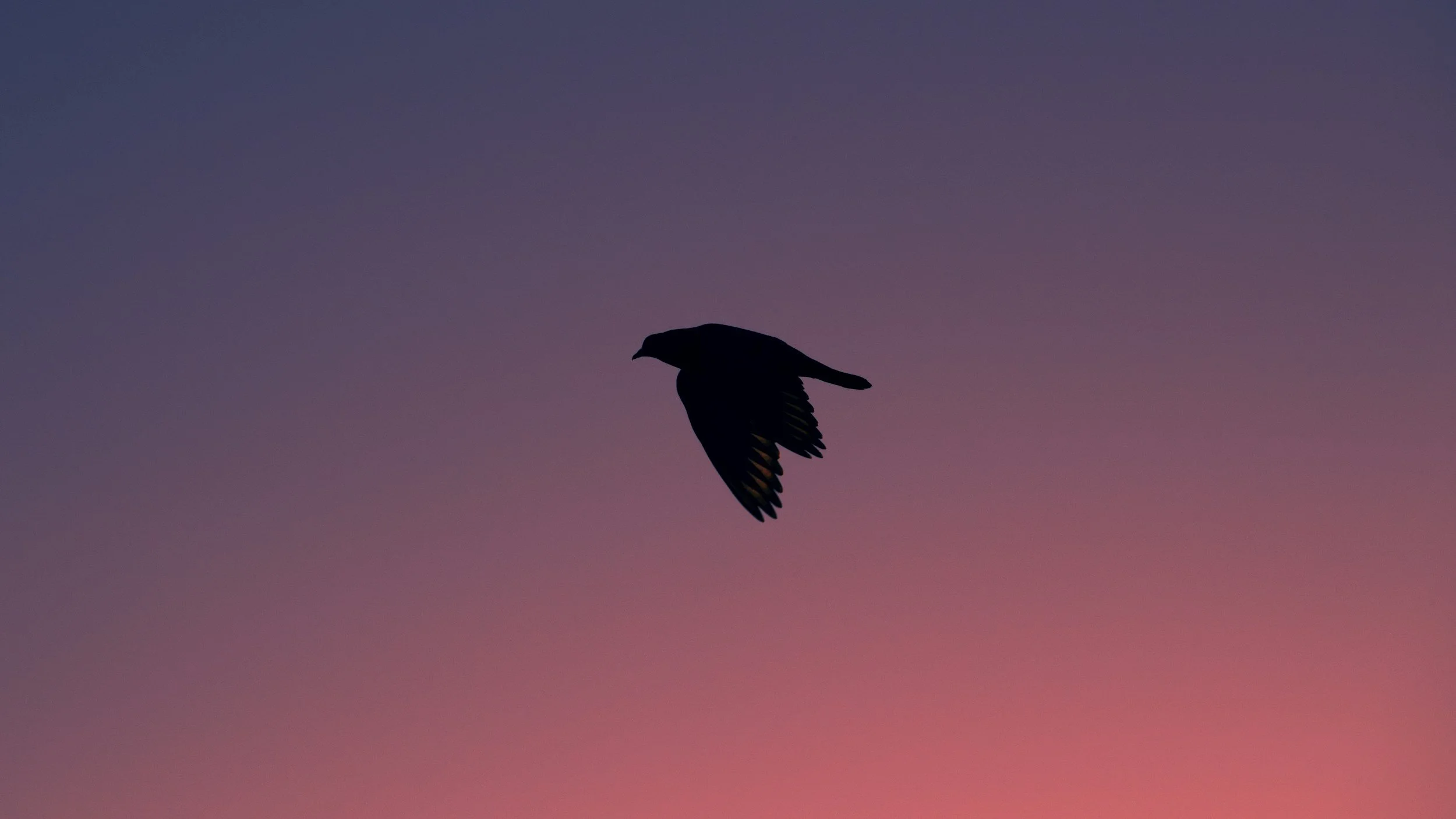 The Familiar Crow