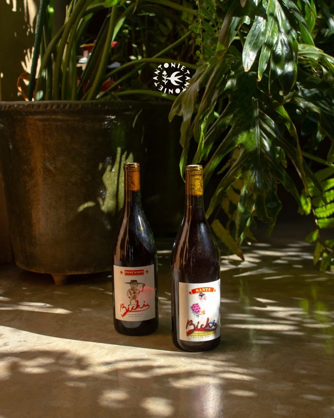 Sabores honestos en cada copa de vino natural ✨