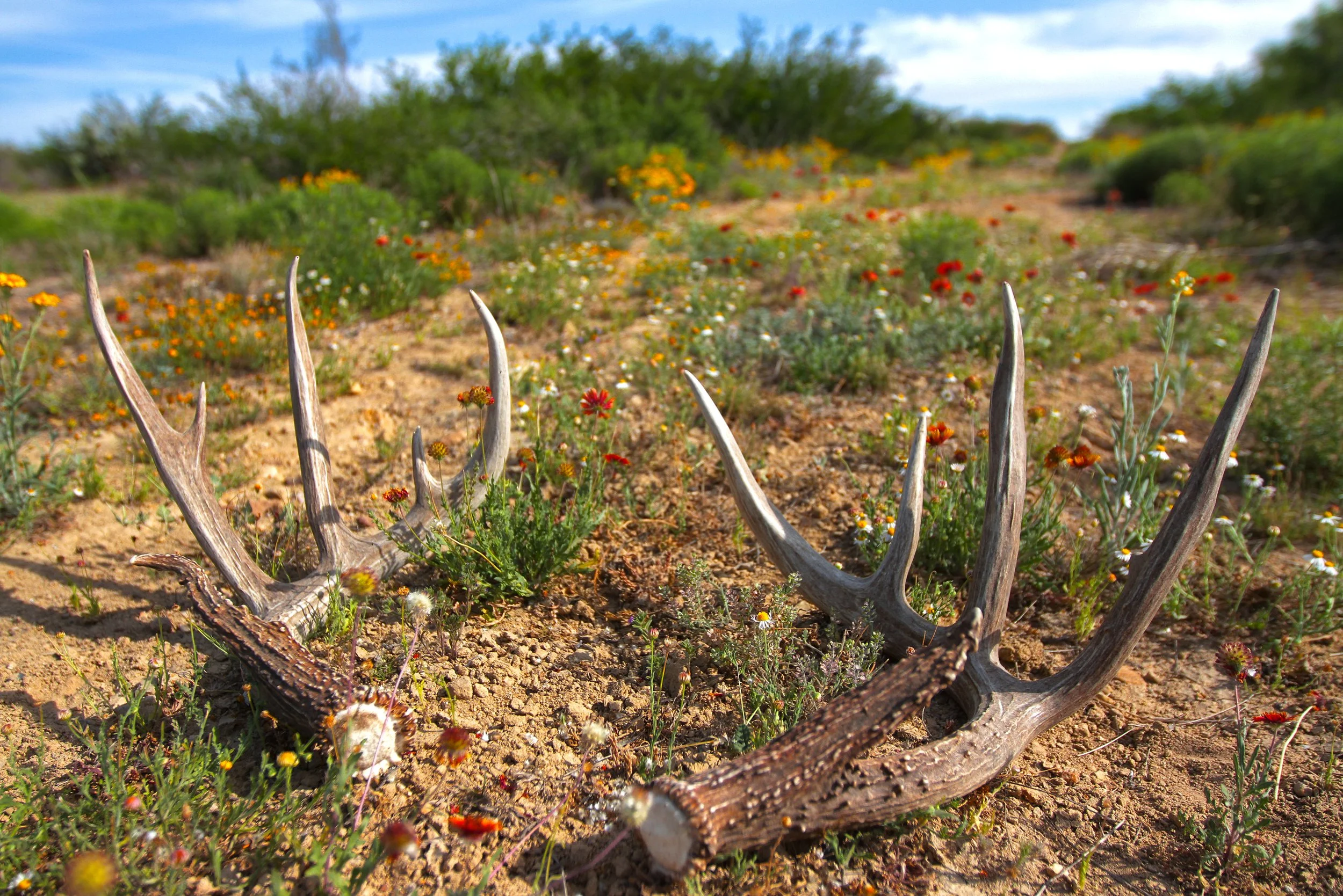 Orange Blossom Real Estate