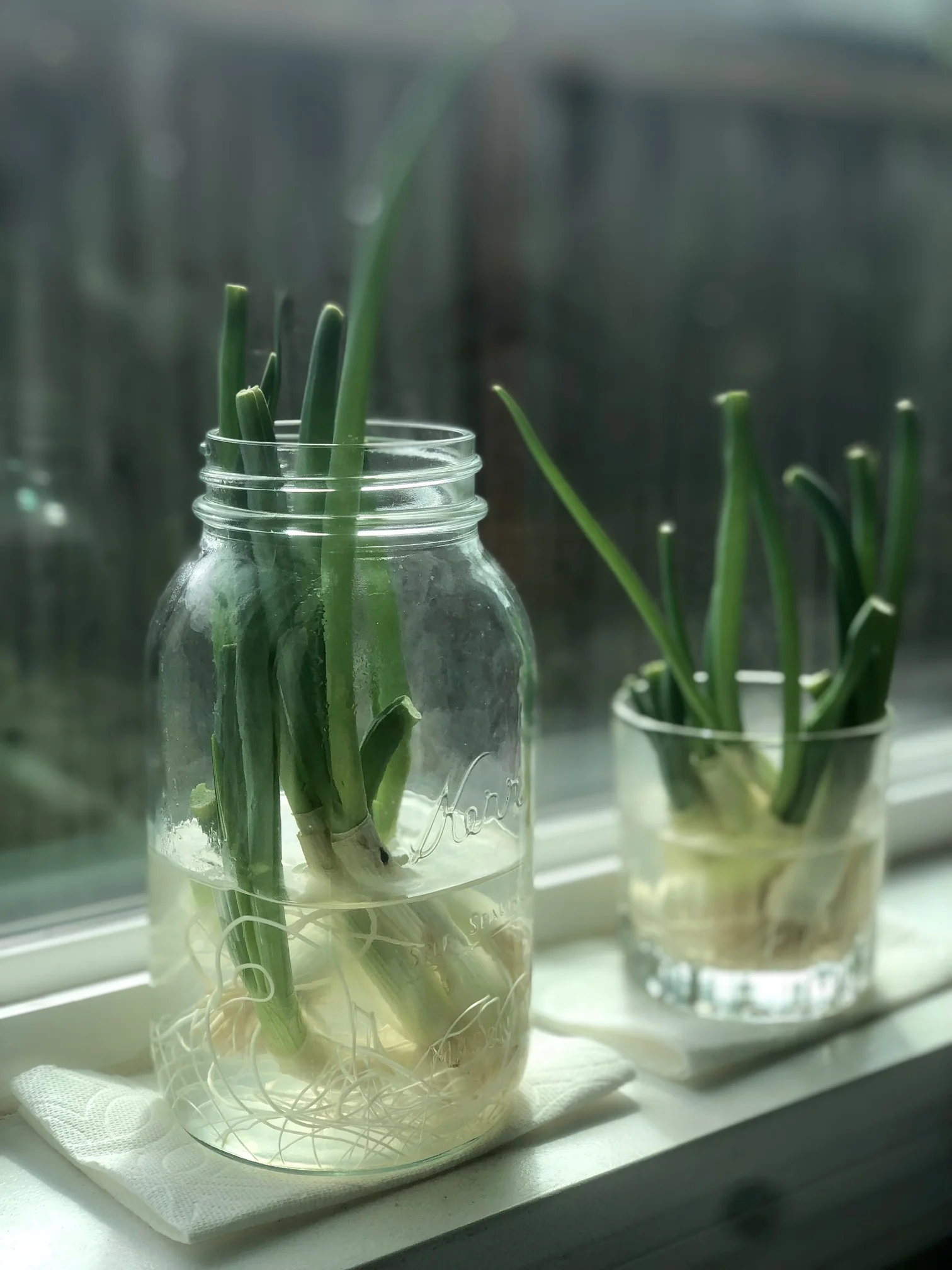 Green onions re-growing from the stems for another round of fresh produce!