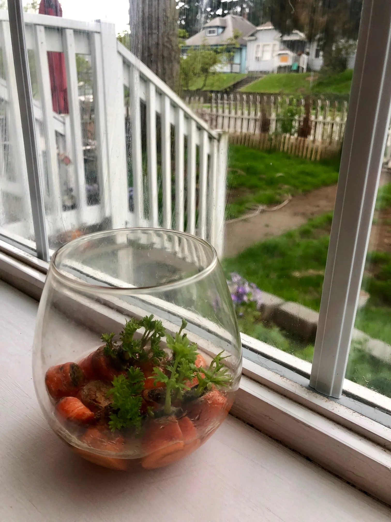 Carrots being re-grown from their carrot tops. Plant in your garden once they sprout for more carrots!