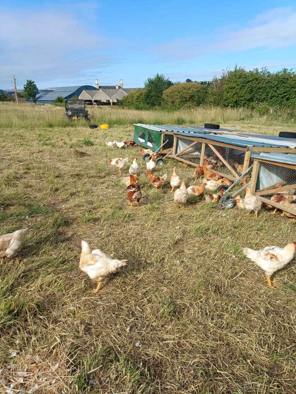 Hens roaming at Good Small Farms, Stroud