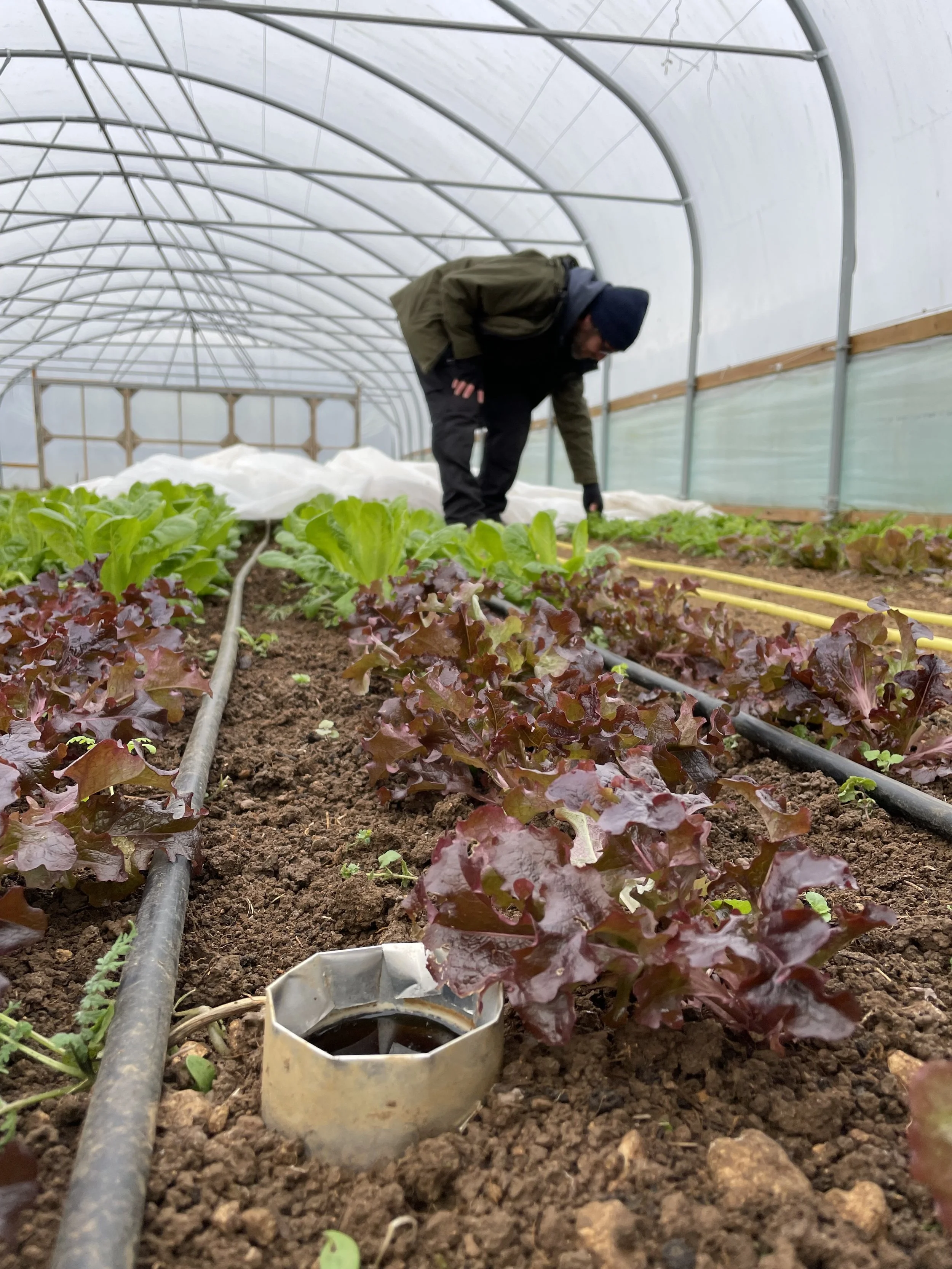 GSF polytunnel beertrap.jpeg