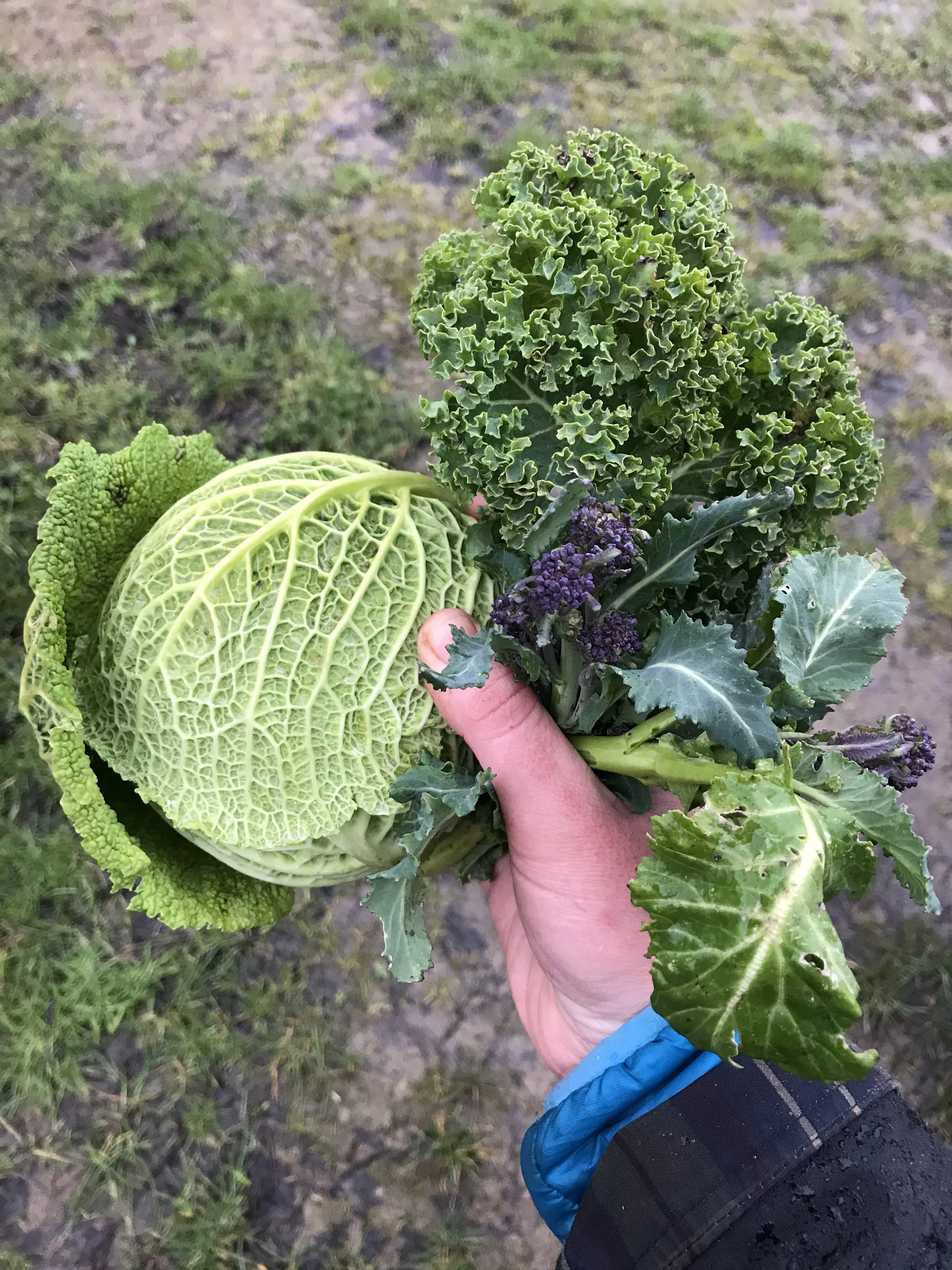 The Hungry Gap explained