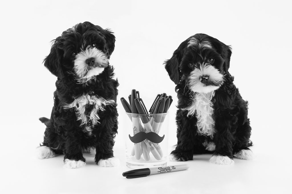 The Mustache Pups Website.jpg