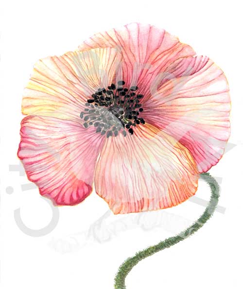 POPPY---WATERMARK.jpg