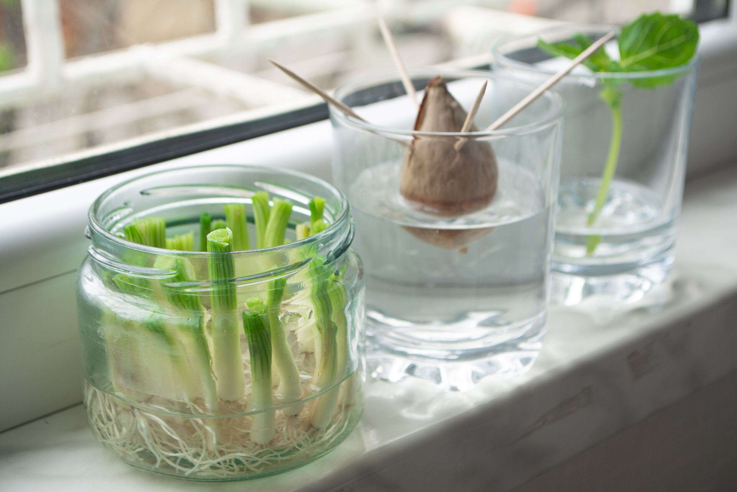 5 Ways to Grow Your Own Food (No Garden Required!) — Roots for Life