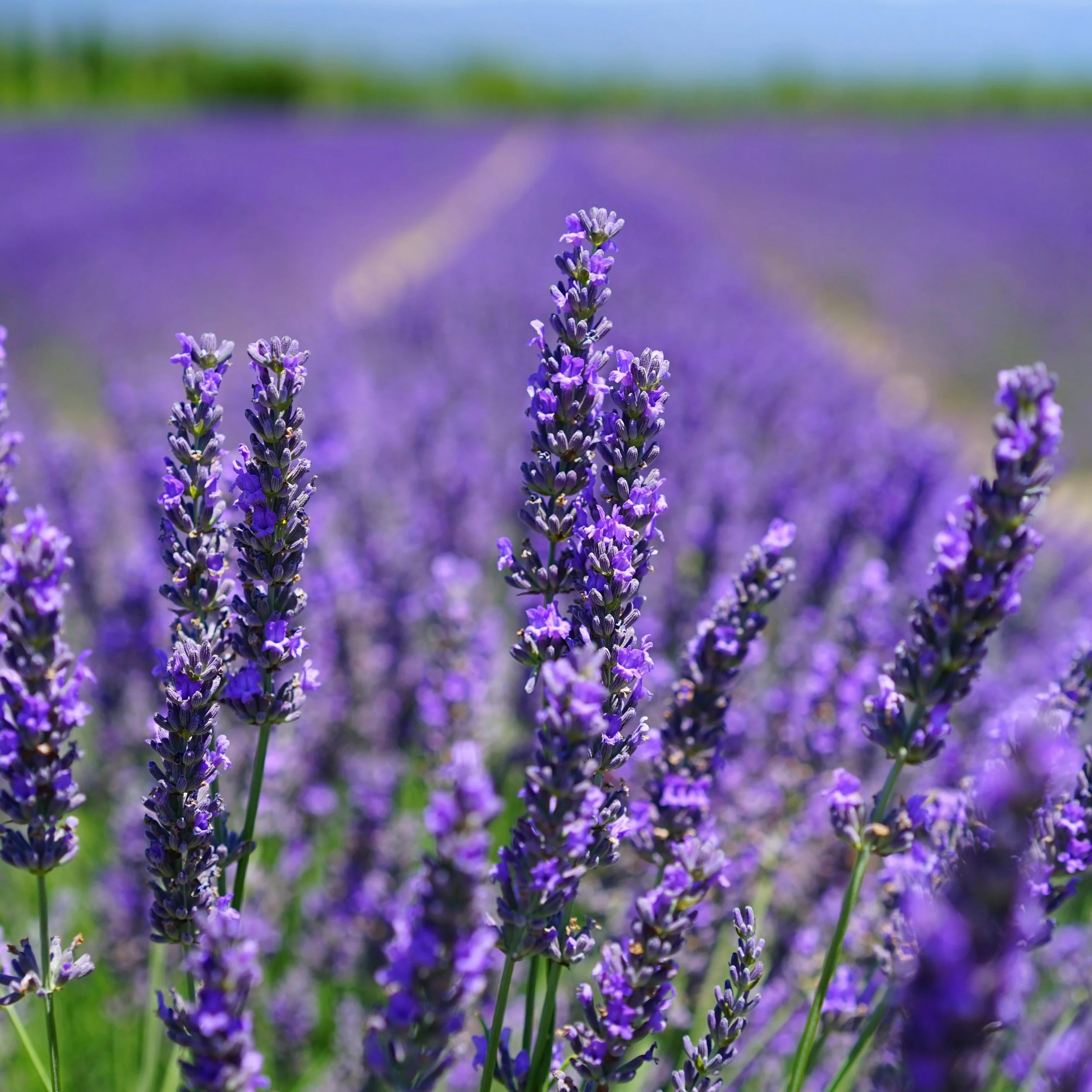 Lavender &amp; Mental Health