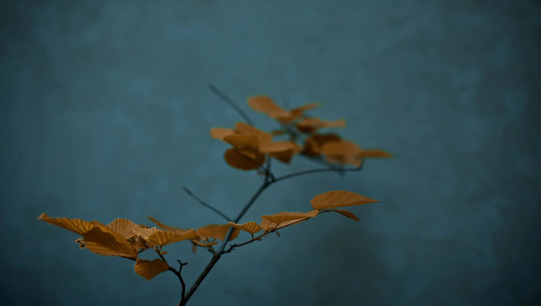 3660918-zen-wallpapers.jpg