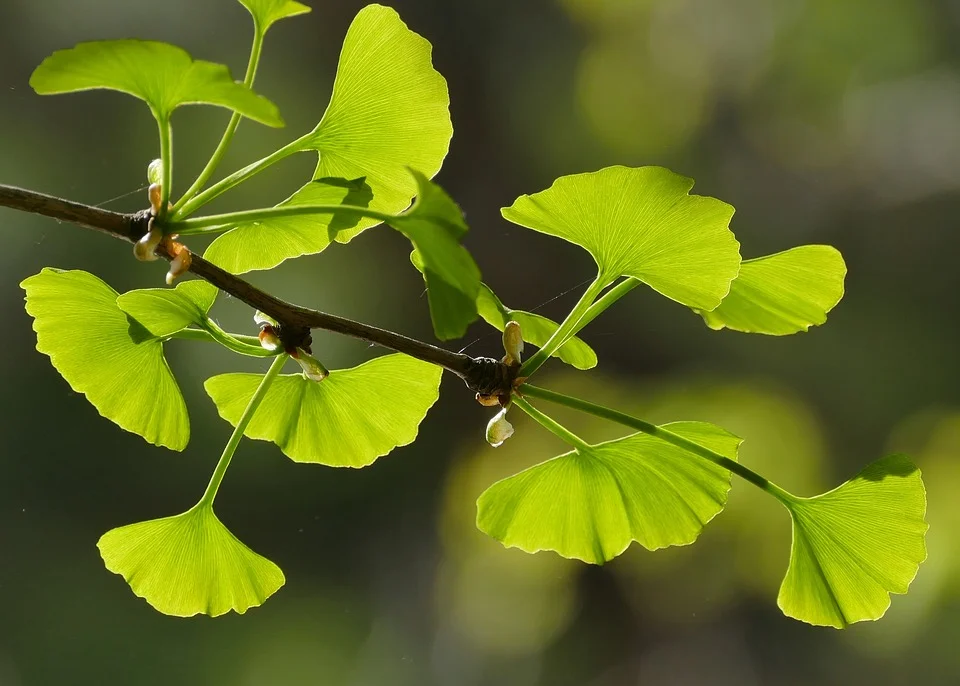 Tree-Ginkgo-Tree-Nature-Growth-Flora-Branch-Leaf-3217259.jpg
