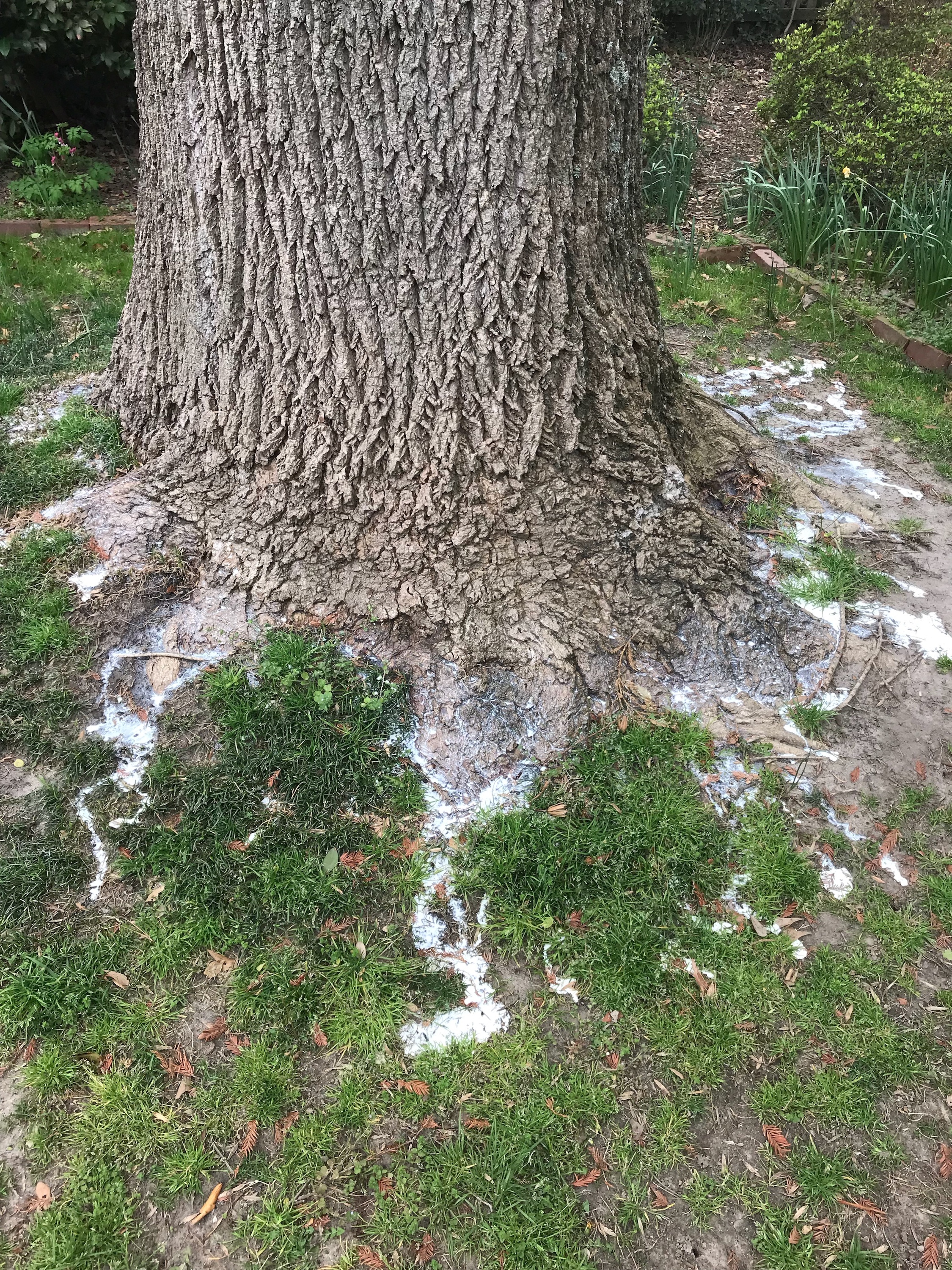 Barclay root drench.jpeg