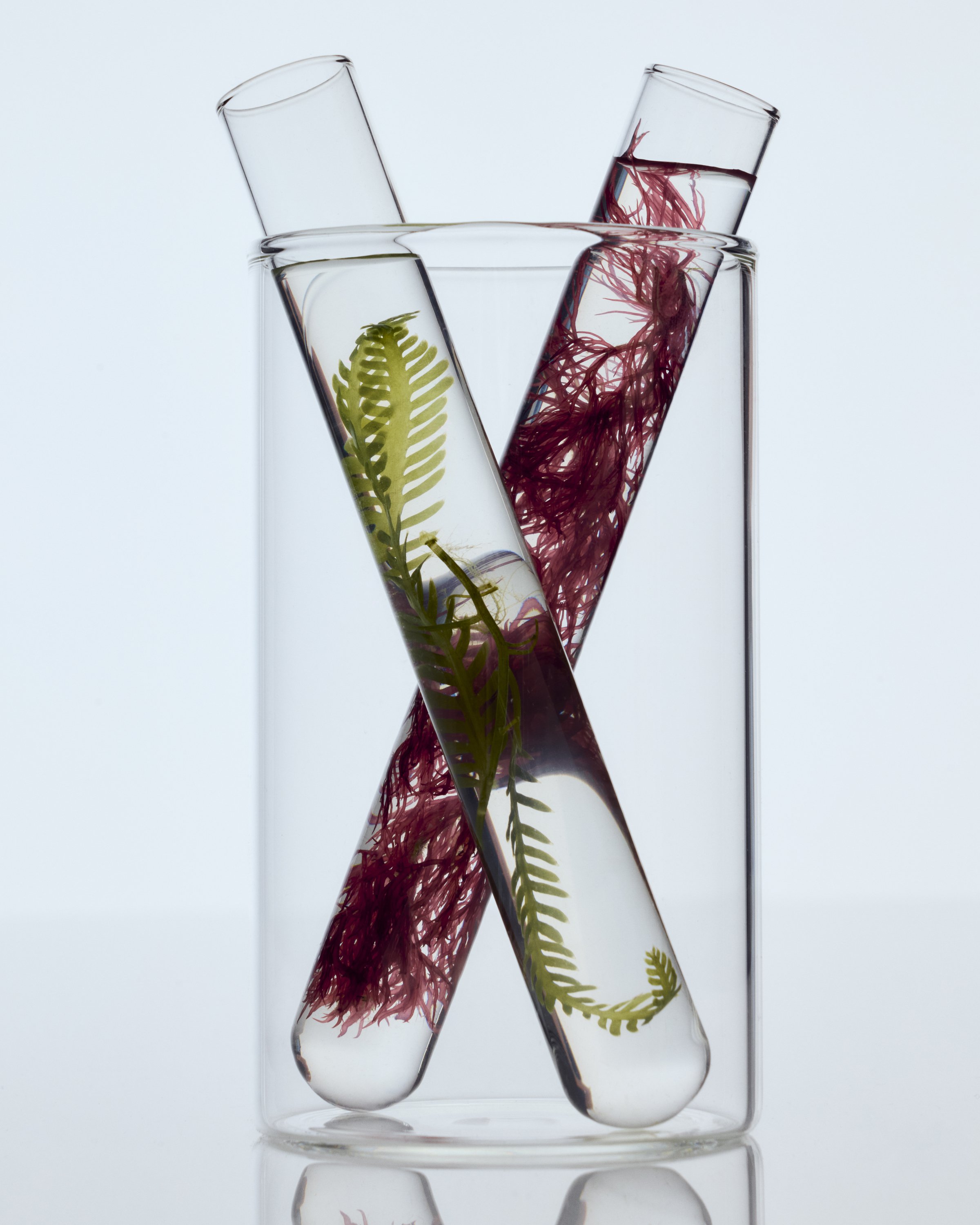 SHOT_01_RG_ALGAE_016.jpg