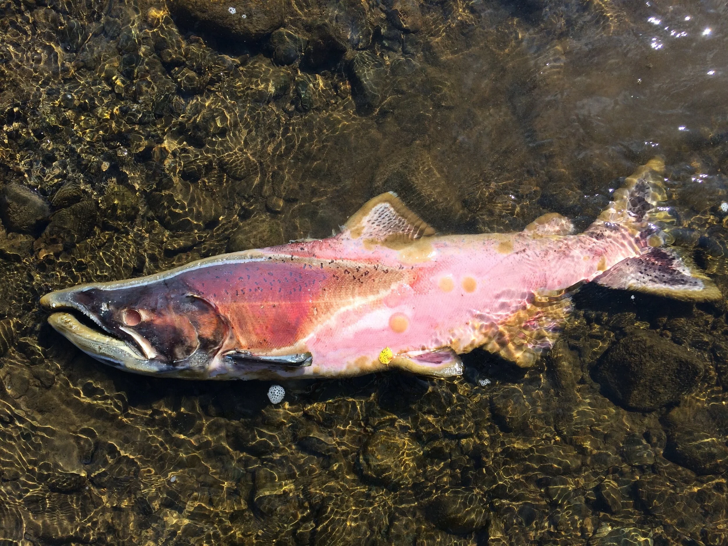 Thanks for all the fish:  A wild salmon story