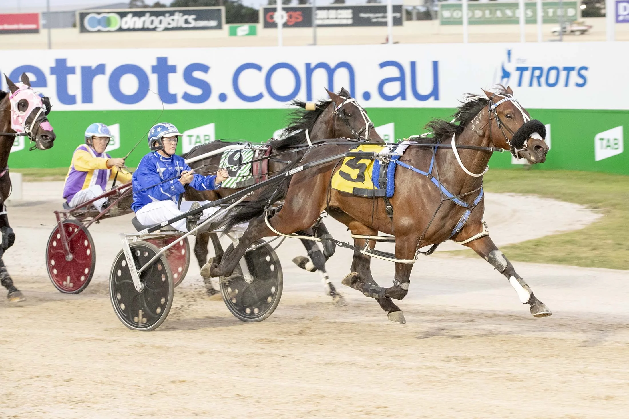 Four-year-old Spankem wins his TAB ID18 heat for the All Stars combination of Mark Purdon and Natalie Rasmussen.