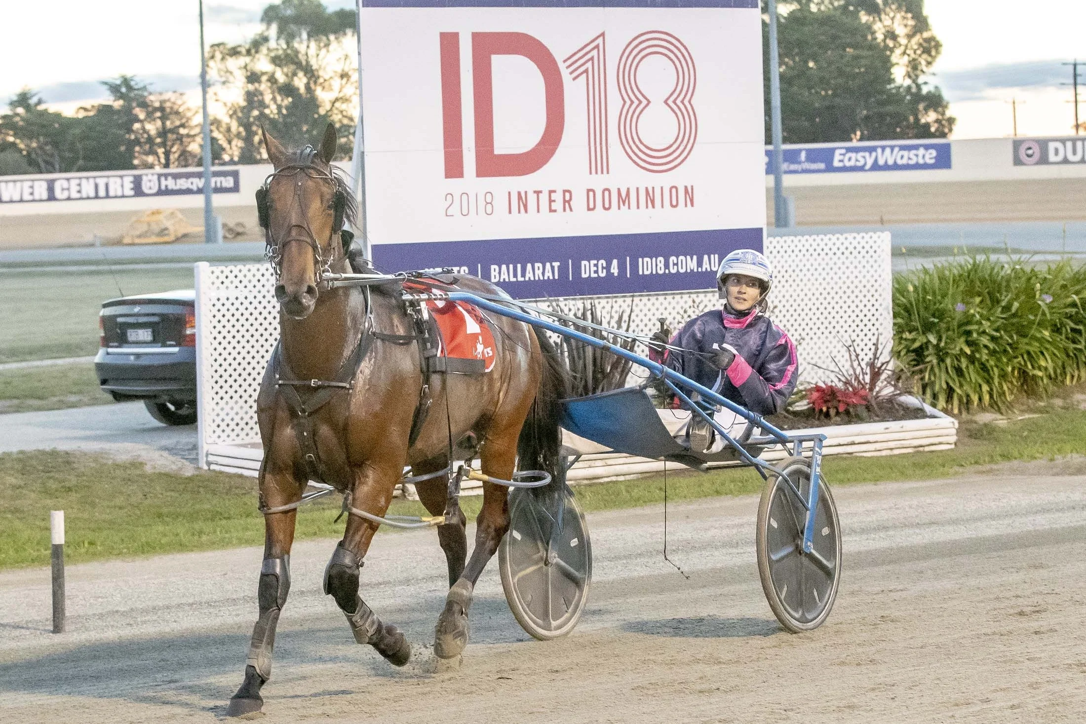 Wrappers Delight, TAB Inter Dominion Pacing Championship 2nd Round Qualifying Heat 1 Winner