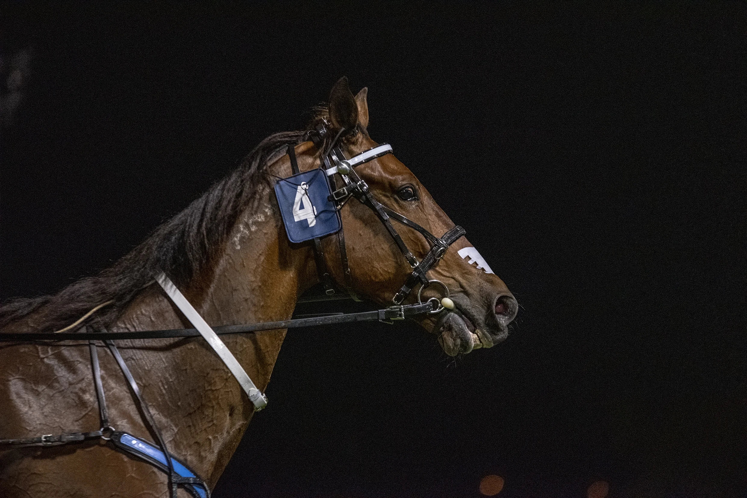 Cruz Bromac, TAB Inter Dominion Pacing Championship 3rd Round Heat 3 Winner