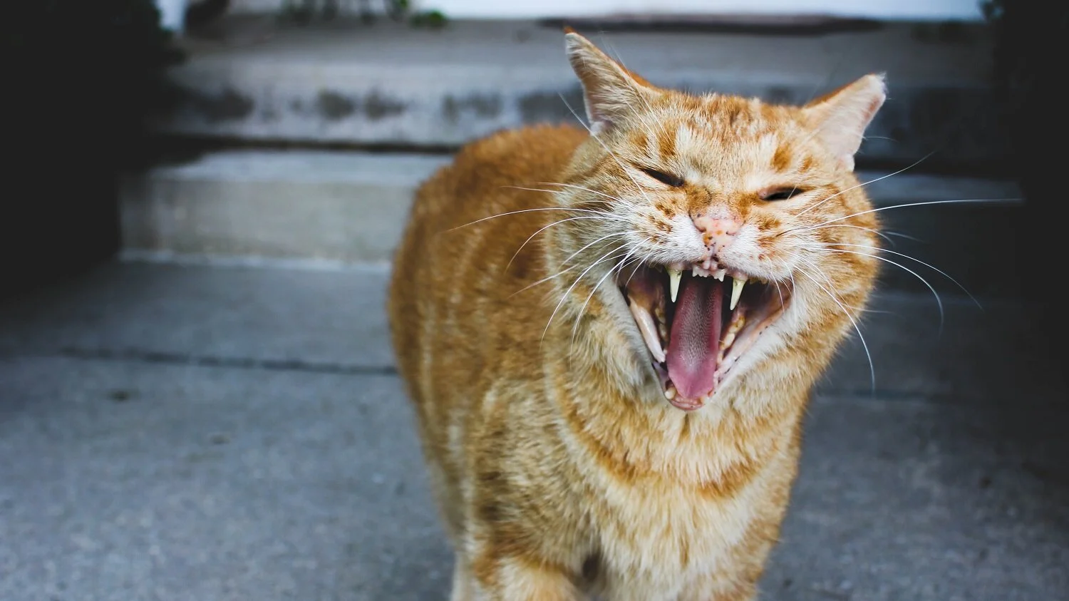 cat-1 - Copy.jpg