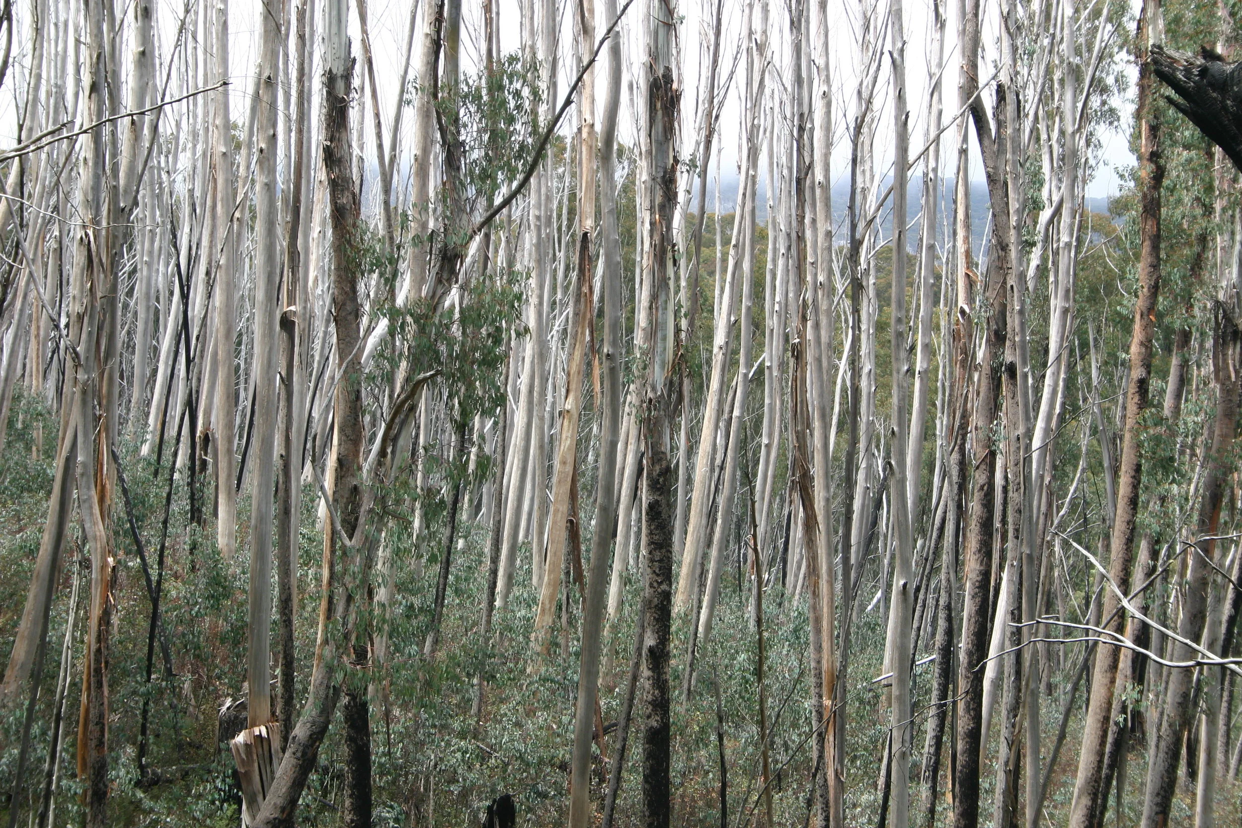 Bushfire Risk Mitigation Audits