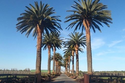phoenix-palms.jpg