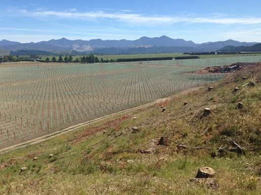 Steger vineyard after being planted