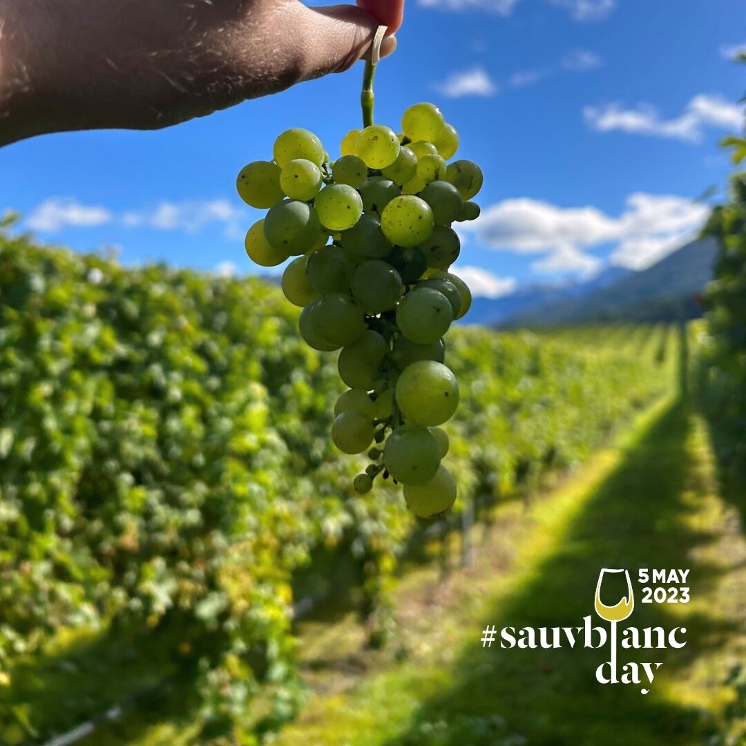 Today (5 May) marks International Sauvignon Blanc Day. First planted in Marlborough in 1973, the varietal took the wine industry by storm with it's zingy, crisp, distinctive taste. Now accounting for over 85% of wine exported from New Zealand today, 