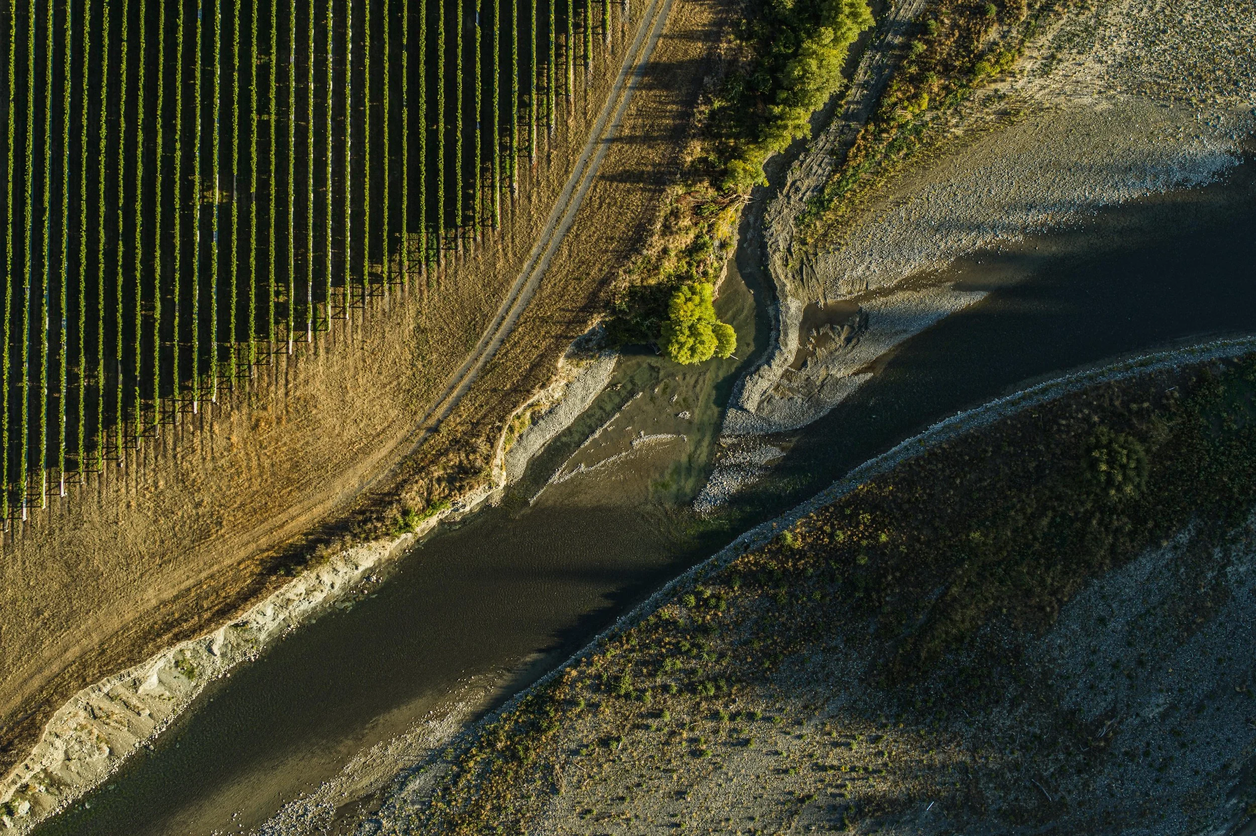 Marlborough_Blackbirch_Vineyard_3.jpg