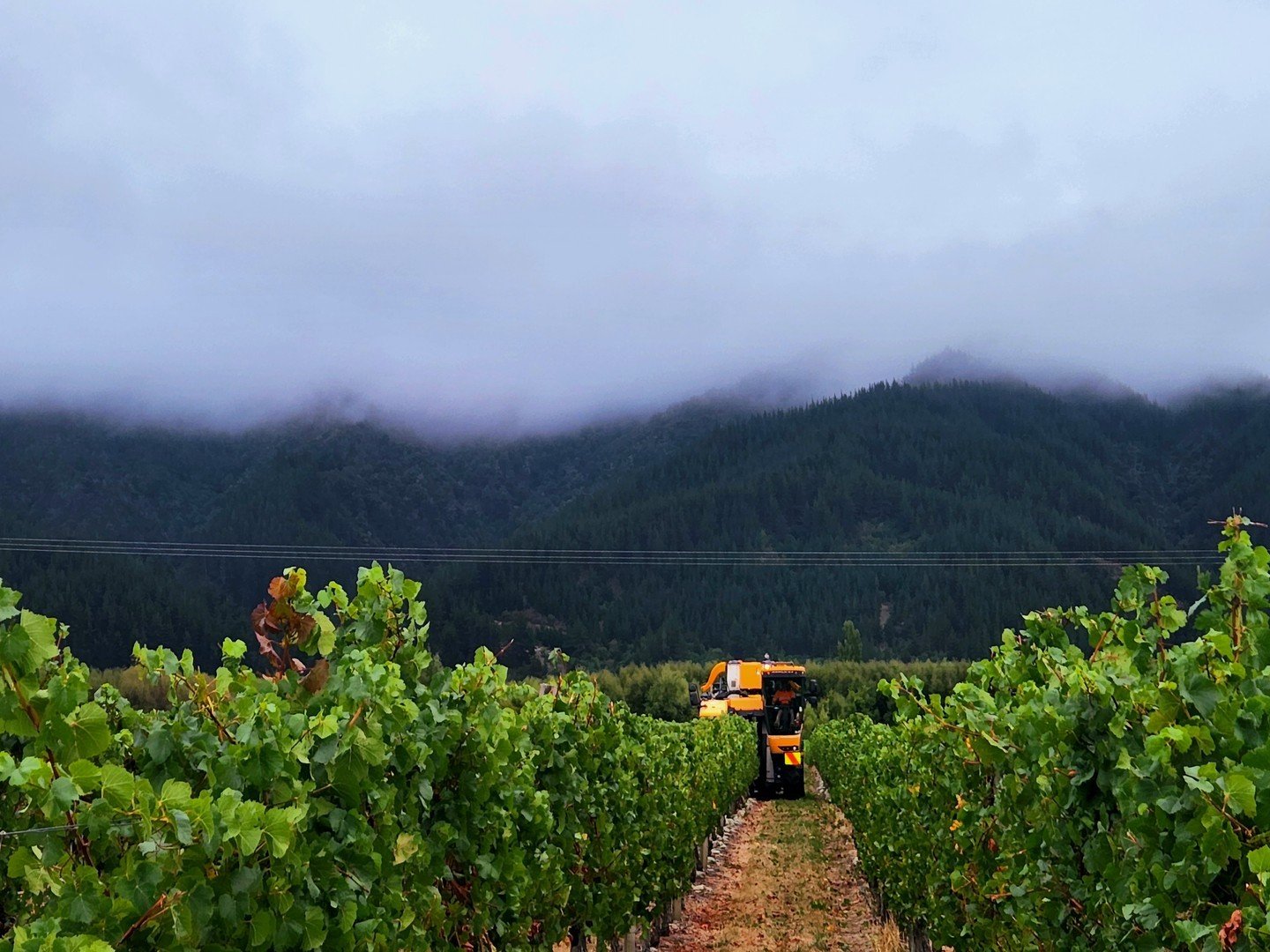 Harvest is nearly finished for another year and we are always blown away by the photos that our vintage crew send in for our vintage photo competition. We are loving this shot of the moody skies over Marlborough by Kelly Hoebergen! ☁️
📷 Kelly Hoeber