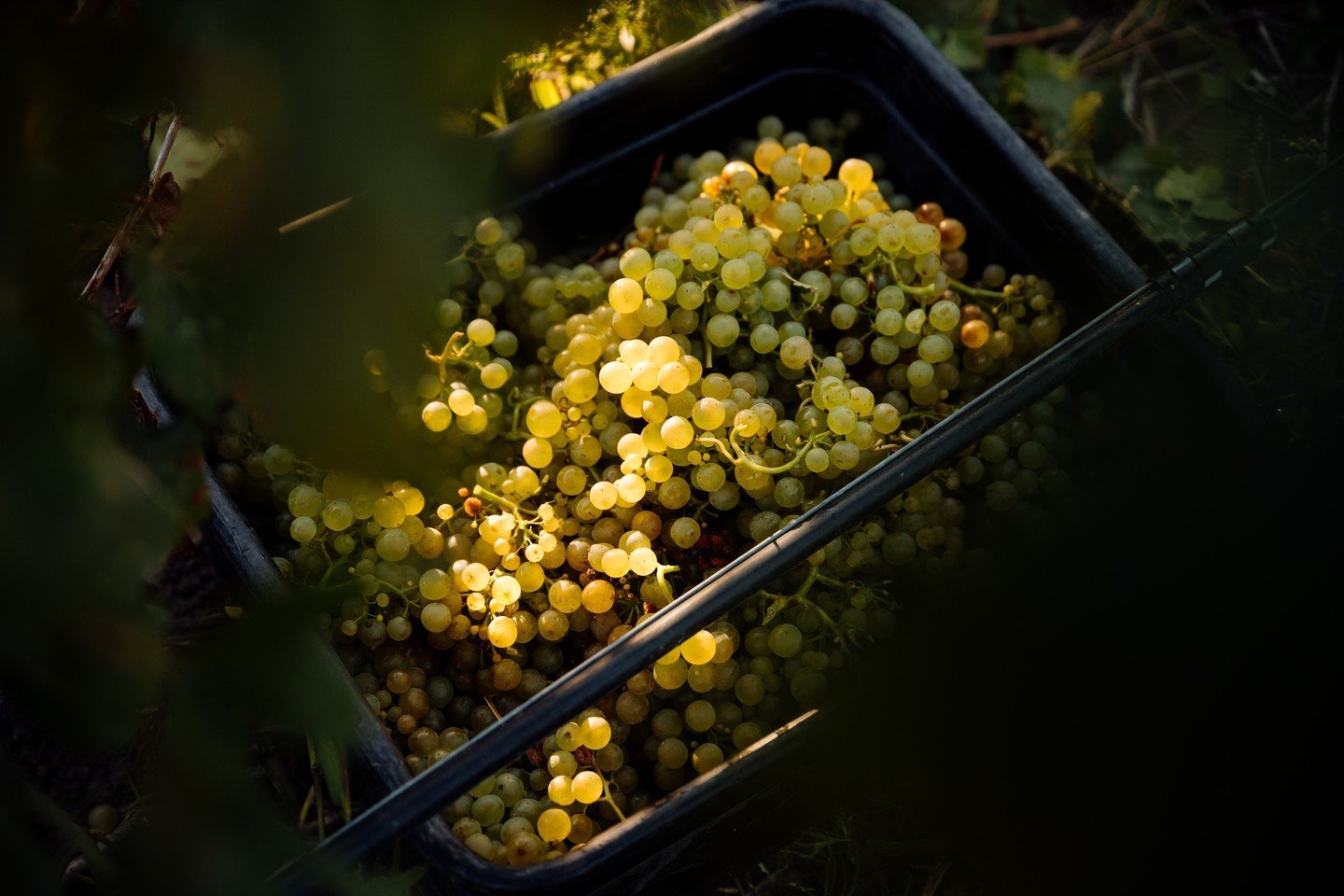 We are thrilled to say that harvest is done and dusted for another year (the picking part, that is!) Thanks to all of our crews for their hard mahi to bring in our fantastic fruit! 🍇

Despite lower yields across the industry, 2024 has been an except