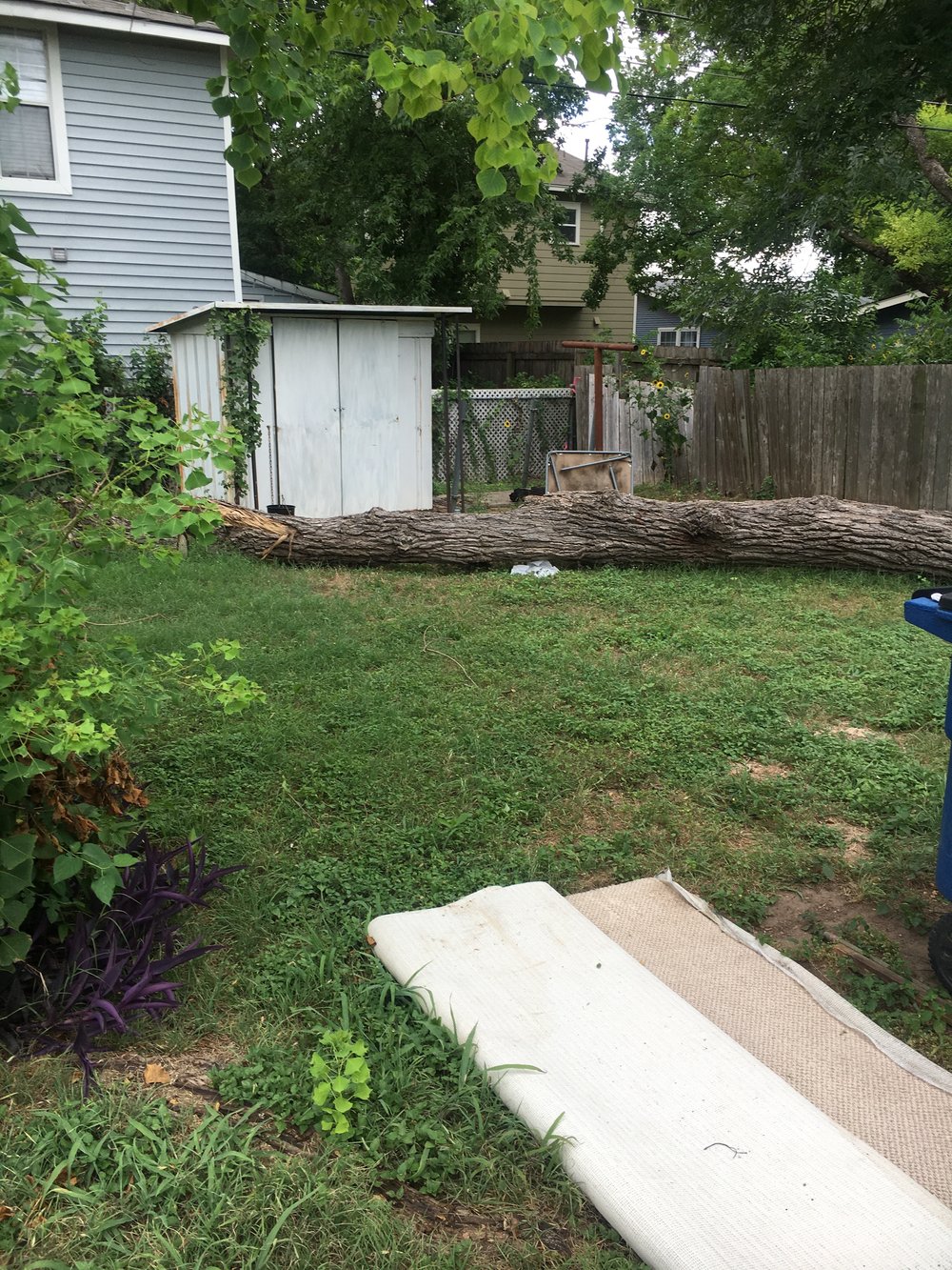 Seller cut down a tree but left it in the backyard