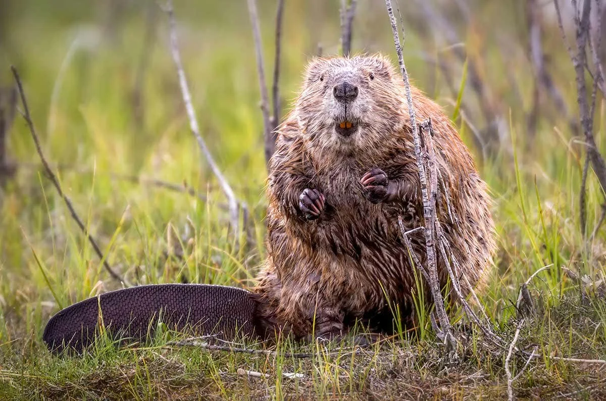 beaver.jpg