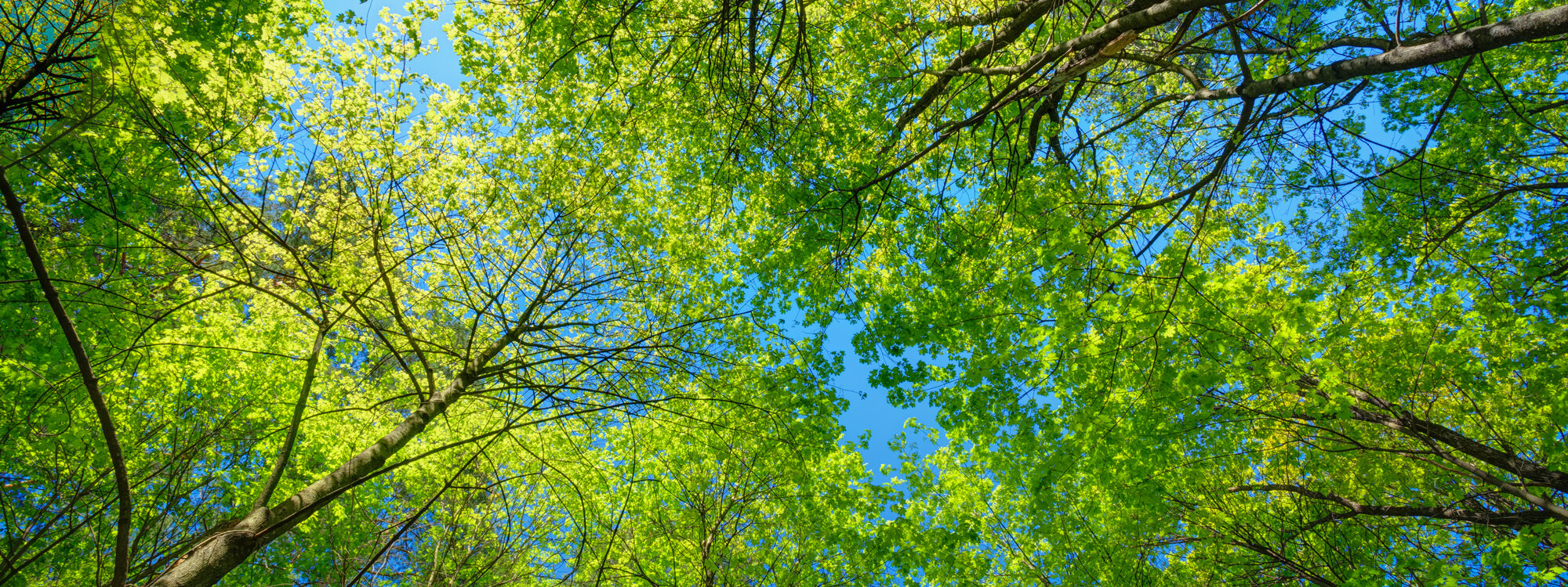 Green-Audio-Page.jpg