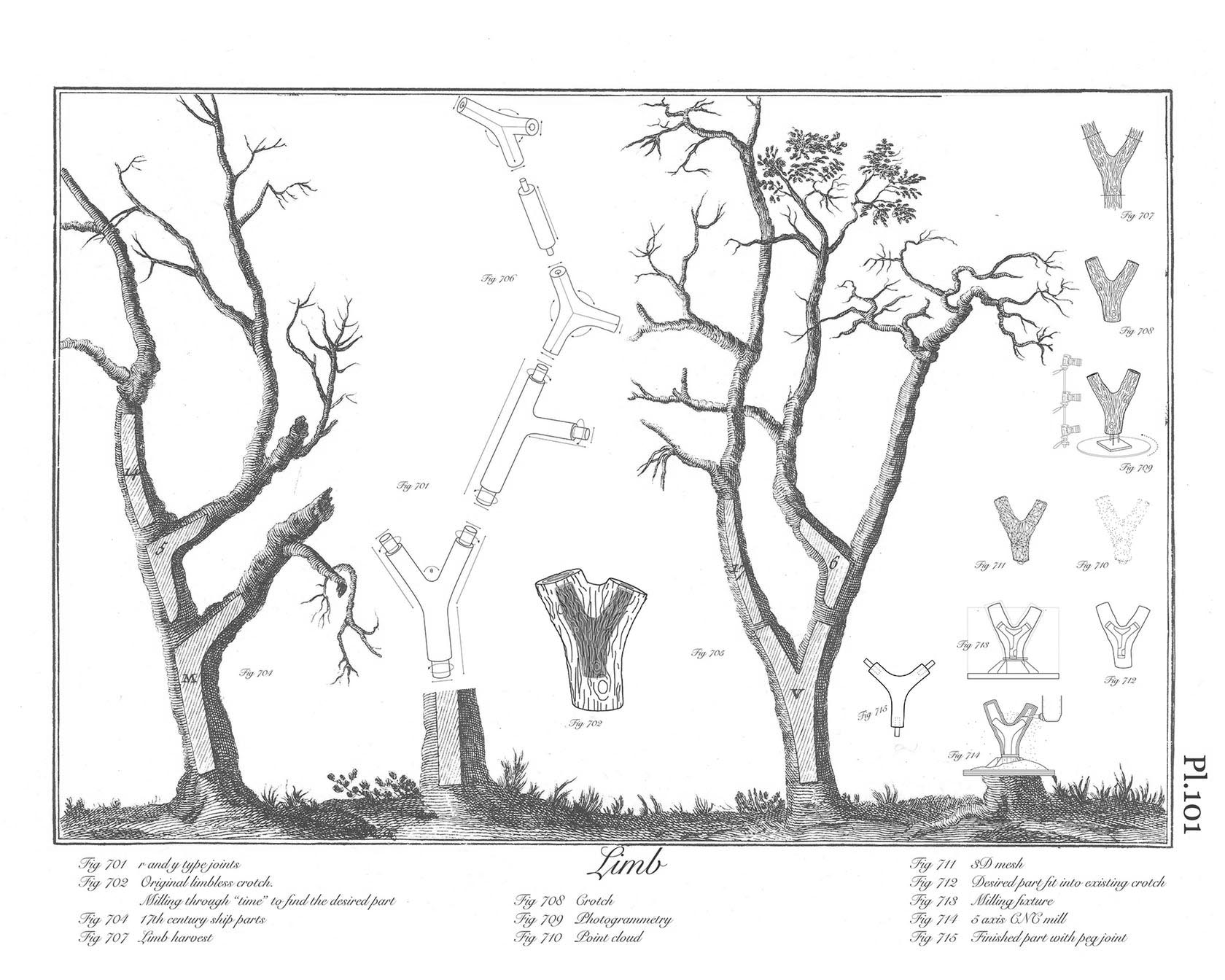 LIMB: Rethinking Heavy Timber Joinery Through the Analysis of Tree Crotches
