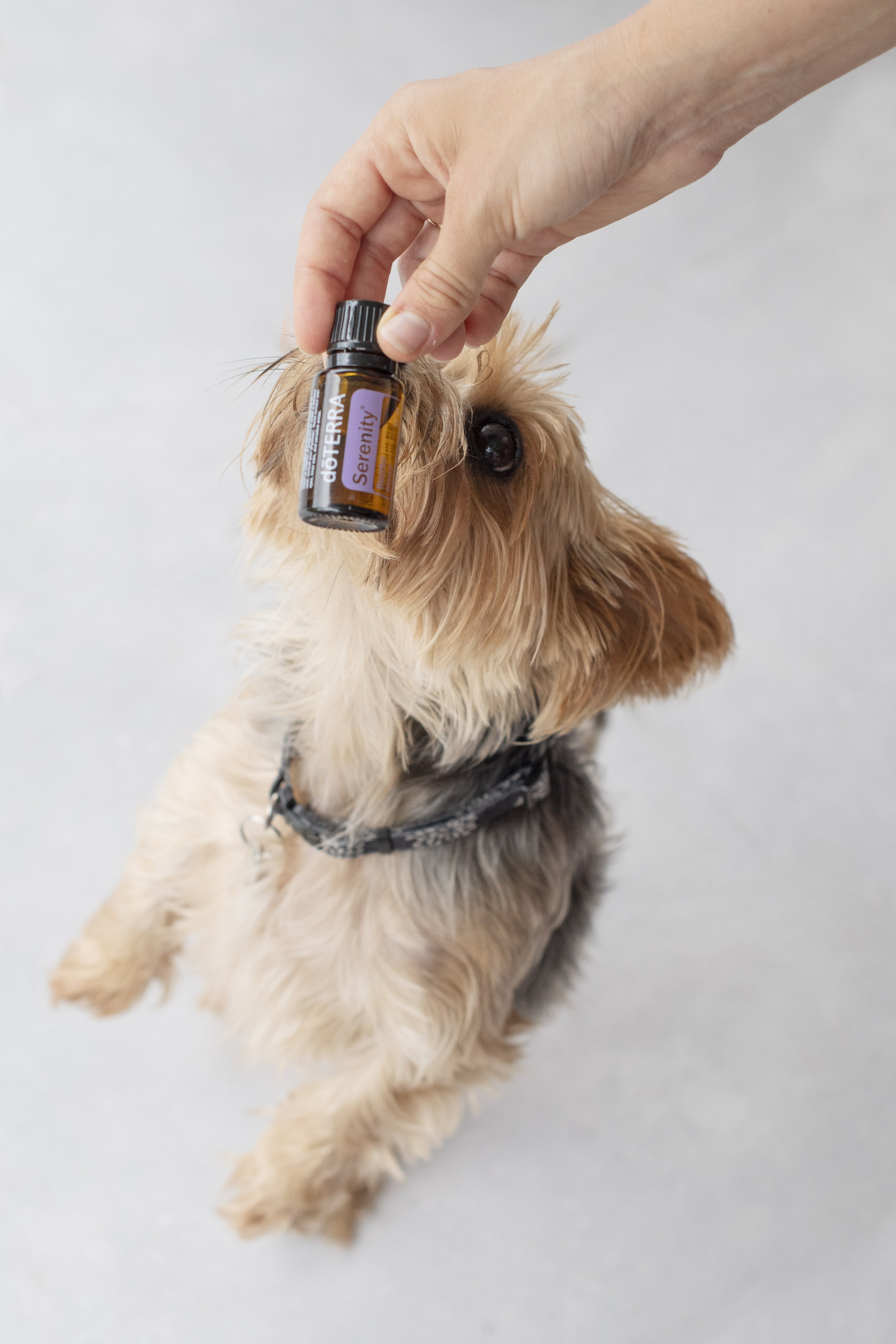 ESSENTIAL OILS + PETS