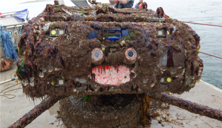 The accumulation of biological communities on PMEC’s Adaptable Monitoring Package after a five-month deployment in Sequim Bay at the Marine Sciences Laboratory.