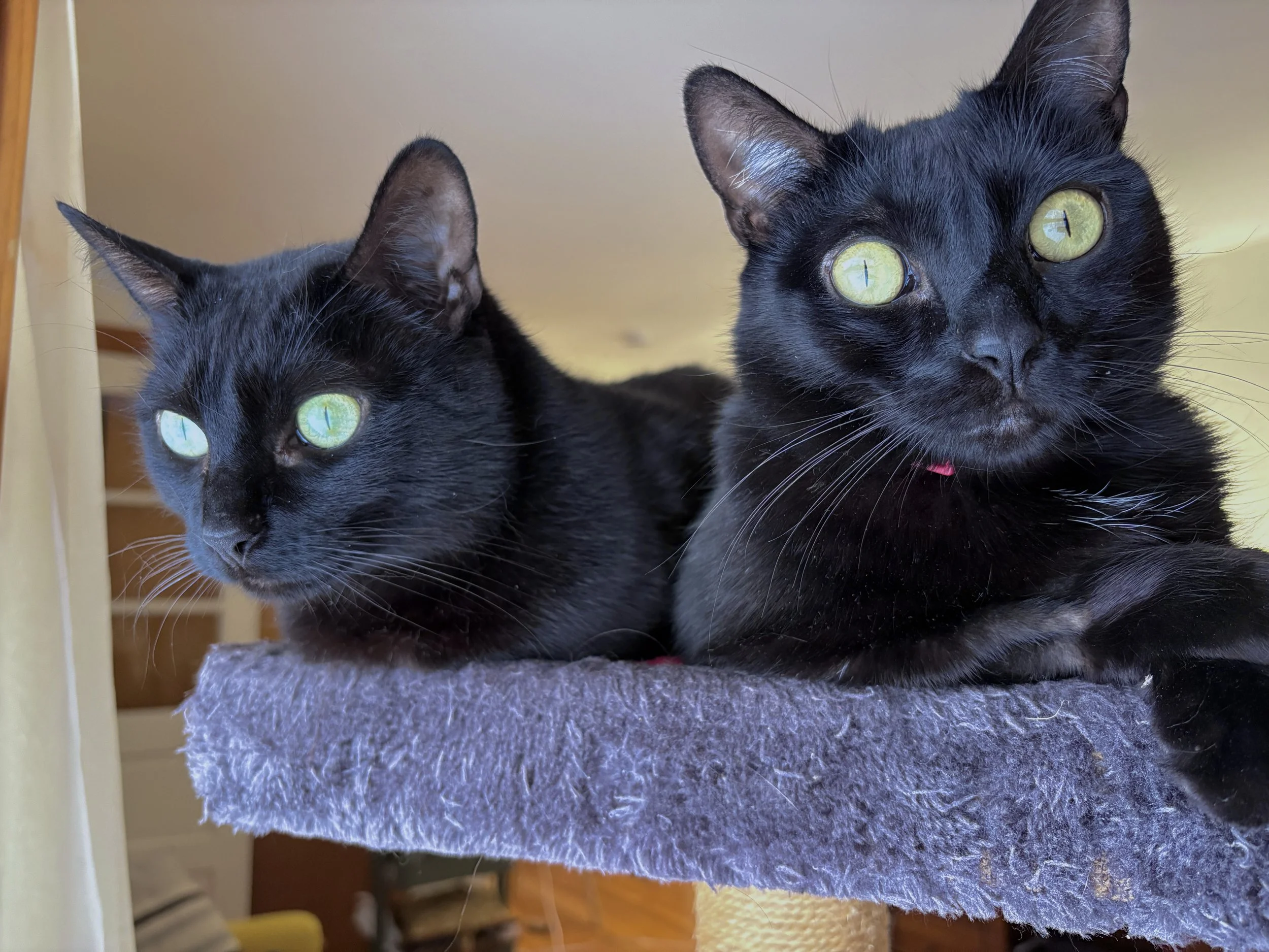 Two black cats nestles together on a cat tower.