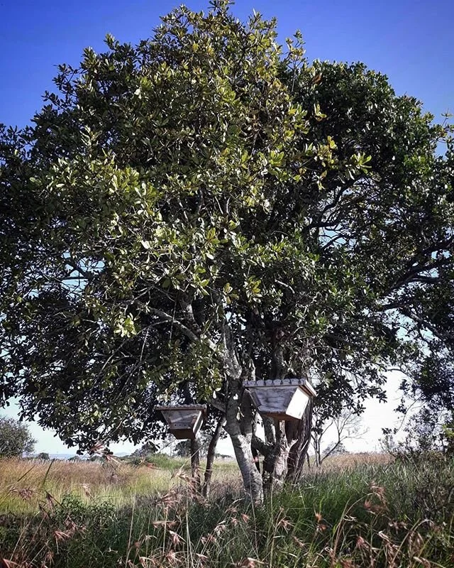 The bees are finally in our first ever hives and they are happily making batches of sweet and organic honey.  This is all part of our on going rewilding efforts.  We've really noticed how much the insect bird life is coming back to Sieku over recent 