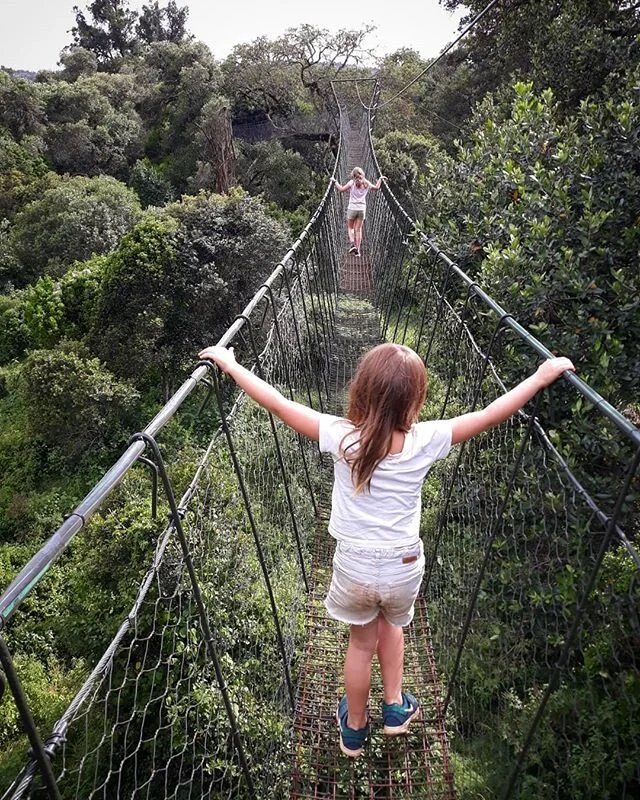 Little chimps, monkeying around in the trees. Did you know that the tree canopy walk in the beautiful Ngare Ndare forest is the longest in East Africa, and its only 10 minutes away from Sieku Glamping? Visiting this ancient forest is an essential thi