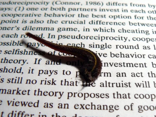 I was sitting at my desk, writing a paper on the flux between parasitism and mutualism in symbiotic species and found this leech creeping across the research I was reading. It had been carried in on my clothes from our leech-ridden garden. The serendipity was perfect. 