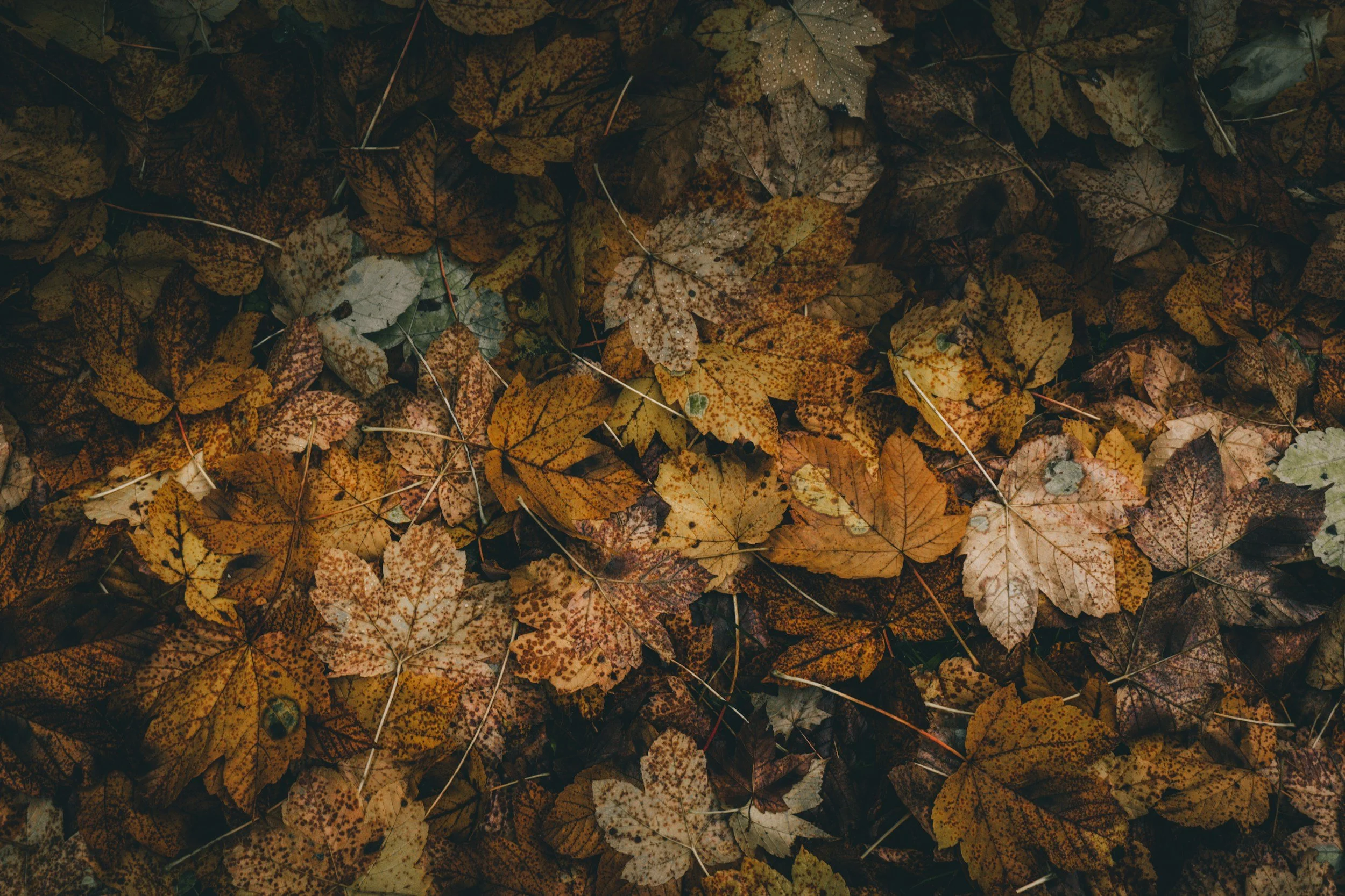 unsplash-image-S5W0zL02w-Q.jpg