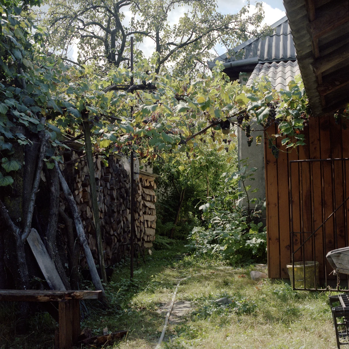 Grape Vine, Sighetu Marmației, Romania