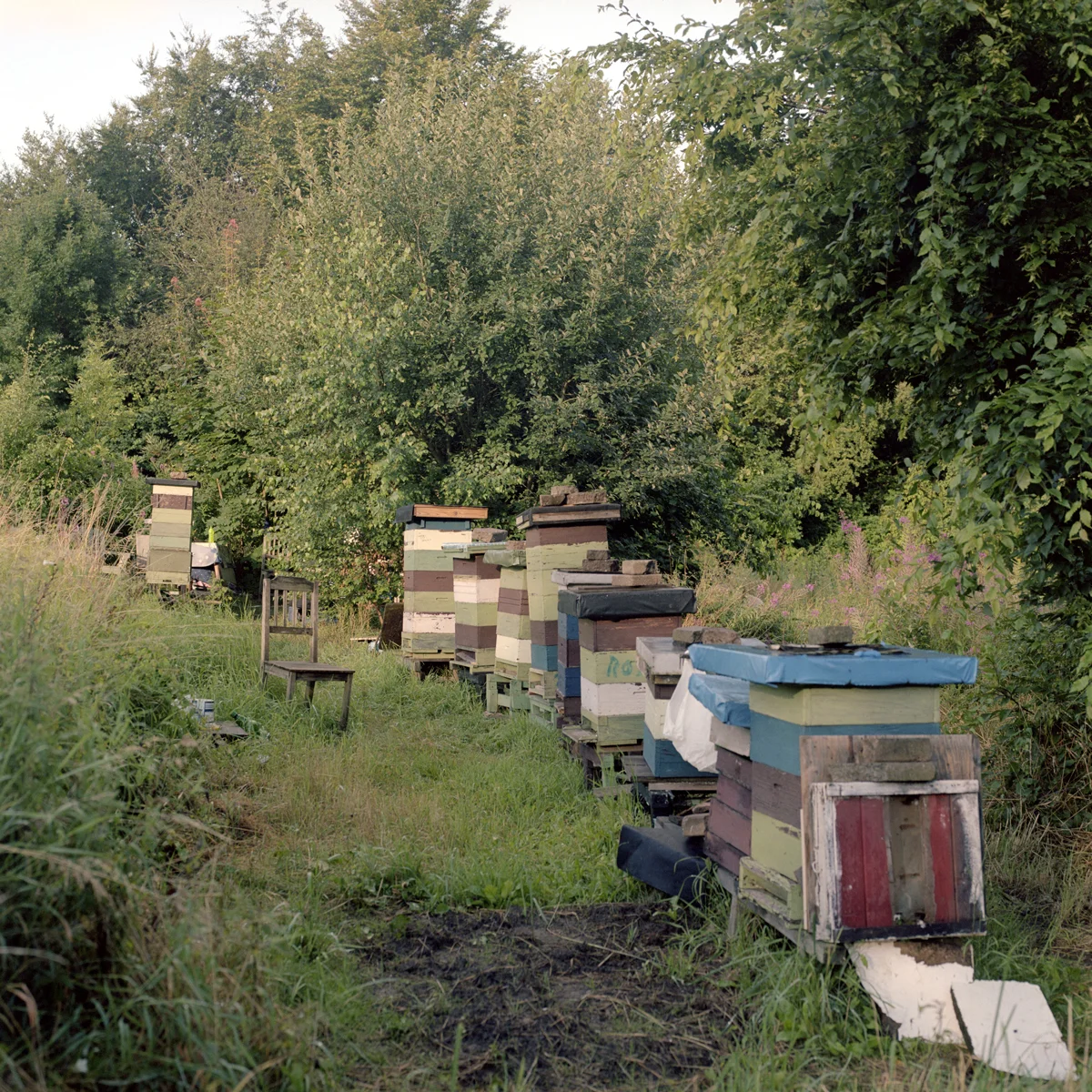 Bee Hives , Helsingborg, Sweden