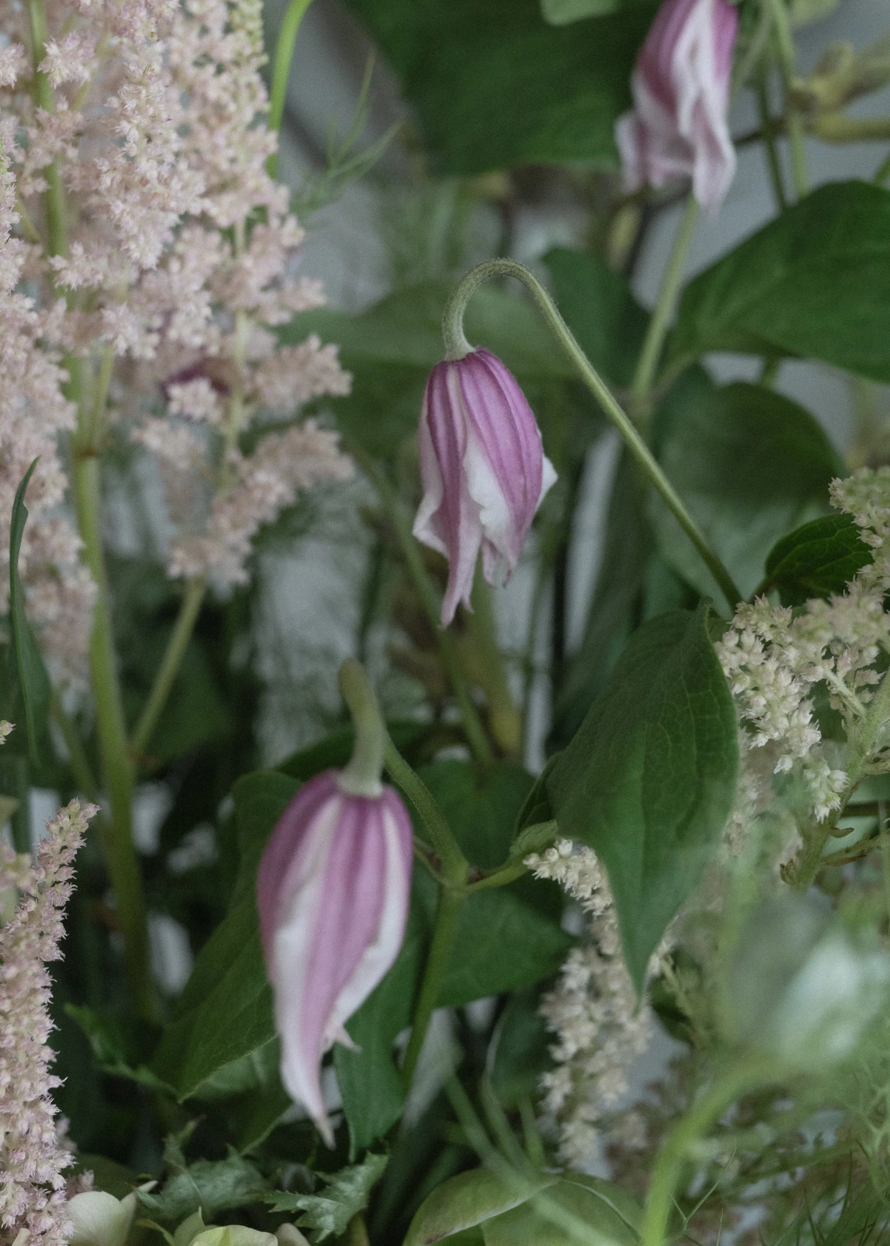 clematis-astilbe.jpg