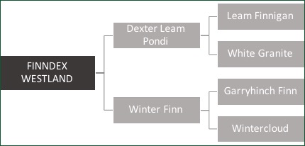 Findex.jpg